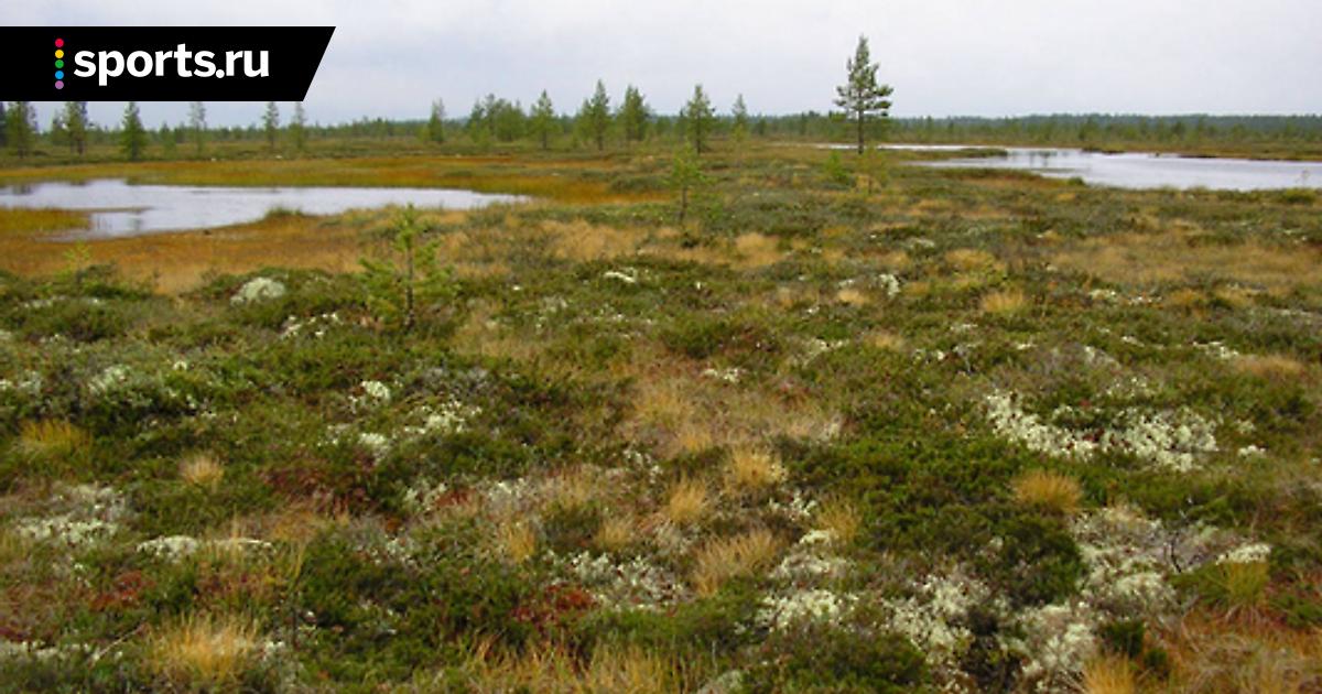васюганские болота торфяники. торфяные болота хмао. себболото болото.