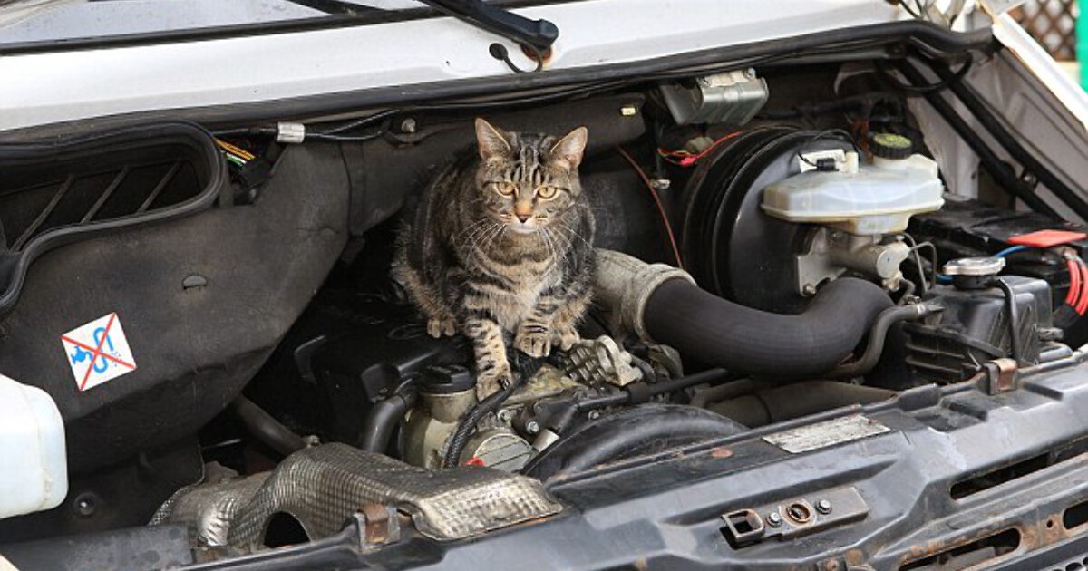Кот механик. Кот автомеханик. Кот автослесарь. Коты автослесари. Кот автомеханик Мем.