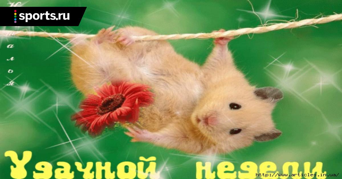 Прикольные картинки недели. Хомячок добрый день. Открытка понедельник выходной. Хомячок желает хорошего дня. Доброе утро хорошей трудовой недели.